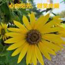 梅华香自