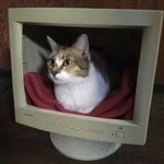 蓝色头发