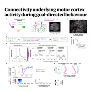 288-Motor Cortex Connectivity and Goal-Directed Reaching