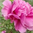律师吕创一