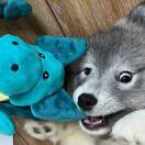 坚果是只猫紫鹤