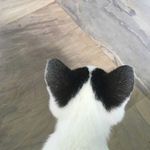 孟小mia