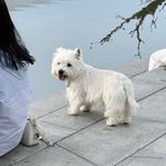 进击的雪雪