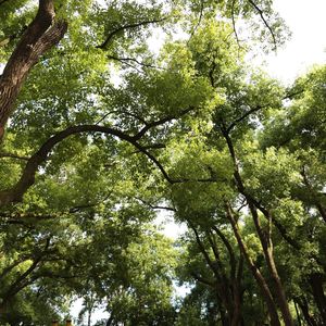podcaster-avatar