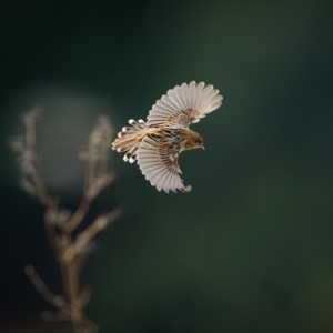 EP77 预测盈利意外