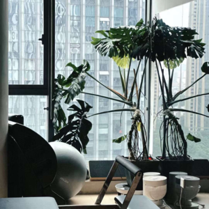 新月开启 所向披靡