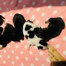 吃猴子的小桃子