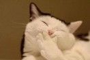 黄桃猫