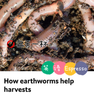 【210】蚯蚓也能促农收