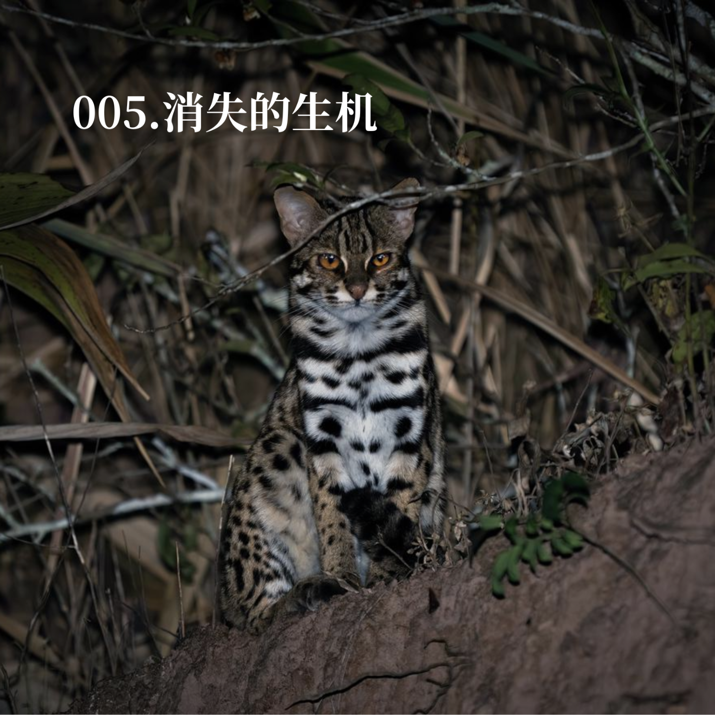 005.曾经的物种天堂西双版纳，正在丧失往日的生机？ episode artwork