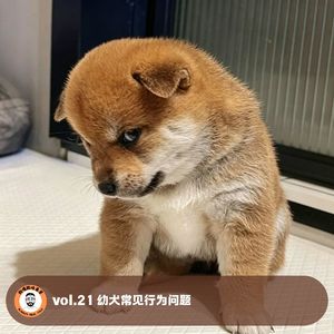 vol.21 幼犬常见行为问题
