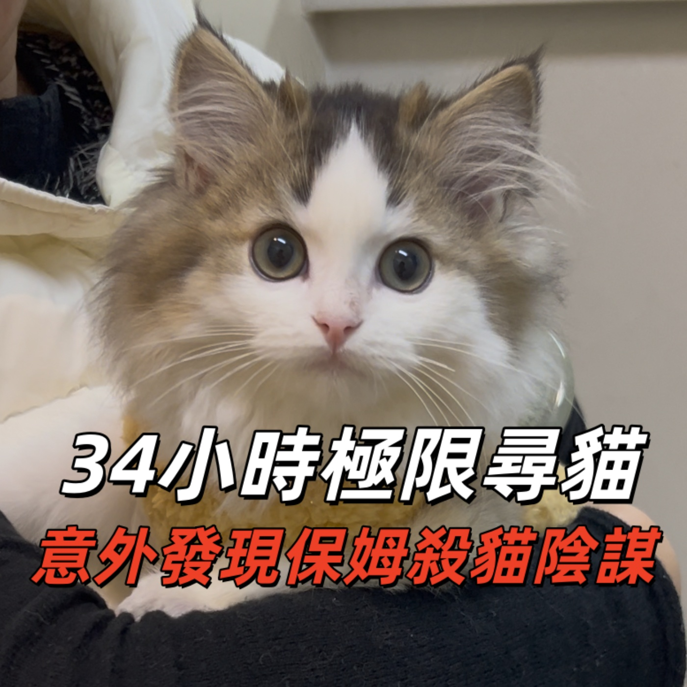 34小时极限寻猫，发现保姆杀猫阴谋！| 深夜电话16-不眠夜 episode artwork