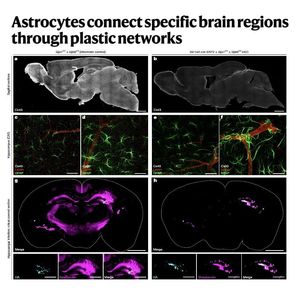 969-Plastic Architecture of Brain-Wide Astrocyte Networks