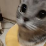 咪猫帽