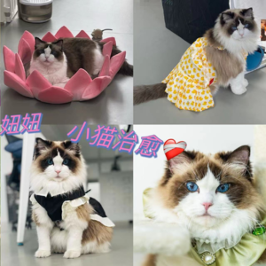 话香27 血汗钱无广~养猫有用&无用产品大赏