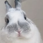 日日皆有小如意