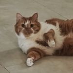 结一个纪念的绳结