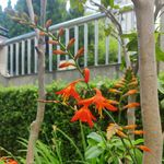 小鱼在大海里游啊游