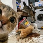 芝士猫咪z