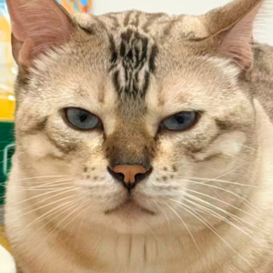 女人真的是背锅侠之故事汇