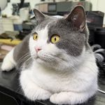 突然撸铁的耶加雪菲