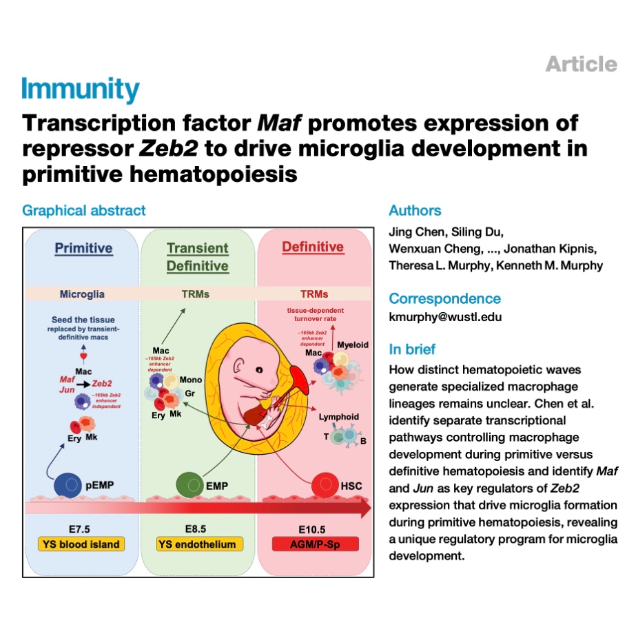 763-Maf and Jun Regulate Zeb2 to Drive Microglia Development episode artwork