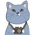 猫贼