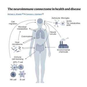 025-The Neuroimmune Connectome in Health and Disease
