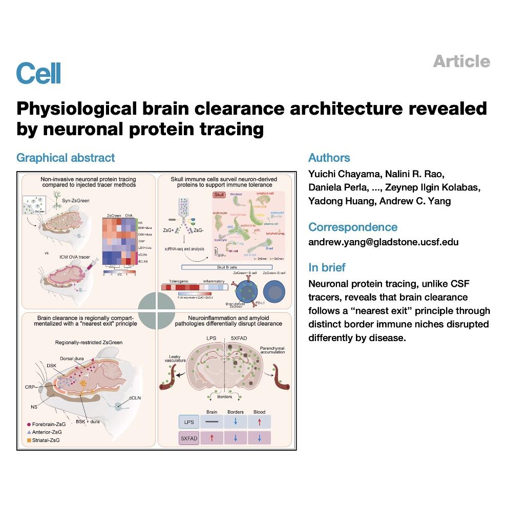 1167-Regional Principles of Neuronal Protein Clearance episode artwork