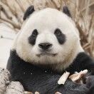 成哈哈