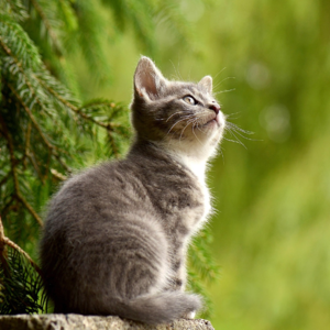EP75 动态机器学习驱动的量化股票风险因子
