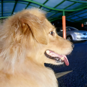 Vol01.妈妈，我真的不是来收垃圾的