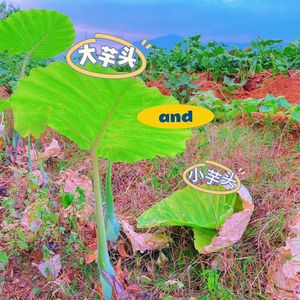 Iris的日记