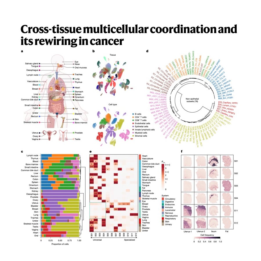 153-Cross-tissue multicellular coordination in cancer episode artwork