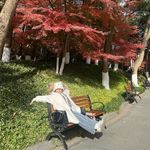 球球爱吃西红柿鸡蛋面