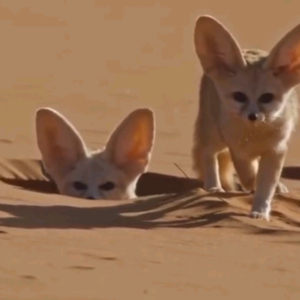 BBC Earth｜世界上最小的犬科动物：耳廓狐