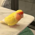 Jiji_jiji