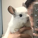 荔诺