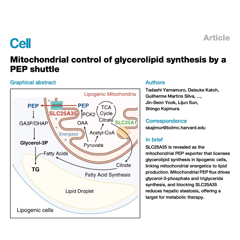 731-SLC25A35: for Glycerolipid Synthesis episode artwork