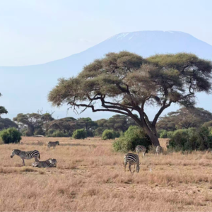 Ep 28 （粤语）带花洒去旅行，去肯尼亚 Safari 最真实的一面