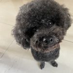 火箭发射器爆发出的双弹头