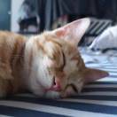 不谢谢你七三一