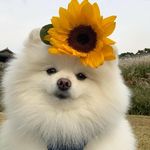 喝粥_iFWA