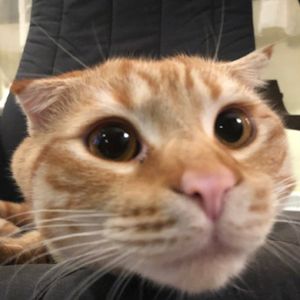 史蒂夫说126期 - 拖延是习惯性的自欺欺人