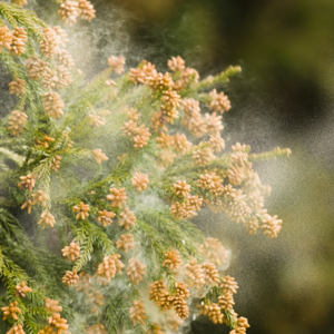 第12回「东京生活碎片：花粉症和慢慢适应独居生活」