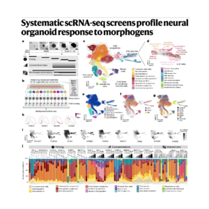 422-Profile Neural Organoid Response to Morphogens