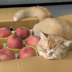 𝐏𝐥𝐚𝐲𝐥𝐢𝐬𝐭 º 三月歌单🎵一封来自小猫的邀请函 💌 想窝在桃子味的纸箱里睡一整天