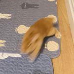 不是松鼠