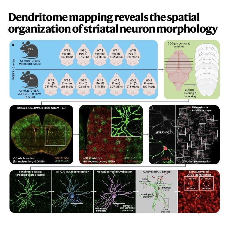 940-Spatial Organization of Striatal Neuron Morphology episode artwork
