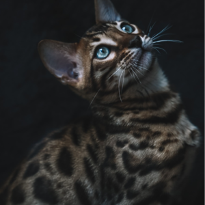 他人即地狱，为何嫉妒使我面目全非？